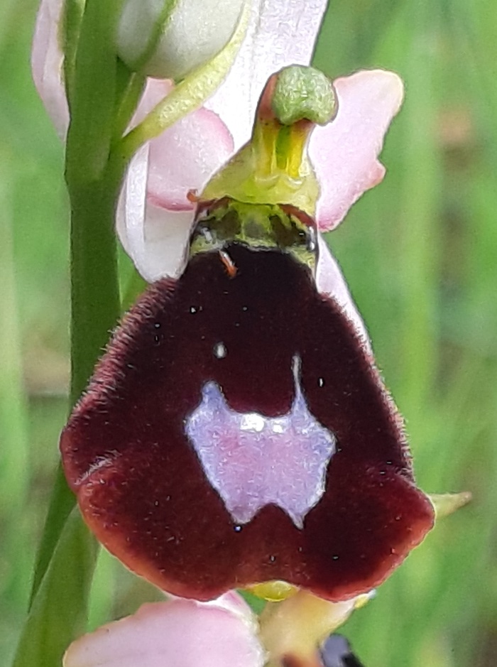 Ophrys aurélien