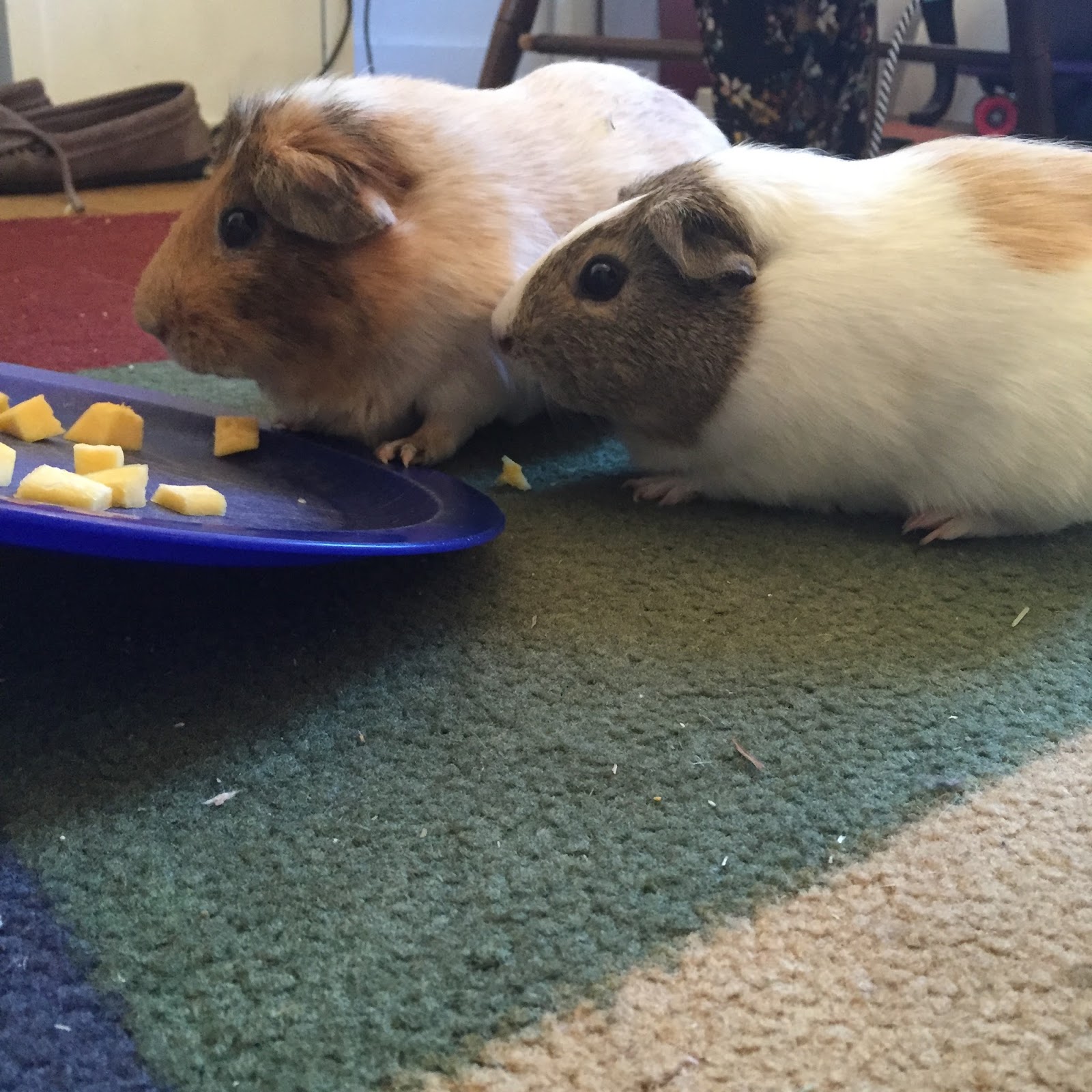 Cavy Savvy A Guinea Pig Blog Can Guinea Pigs Eat Carnival Squash?