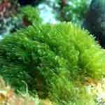 Importância das algas marinhas