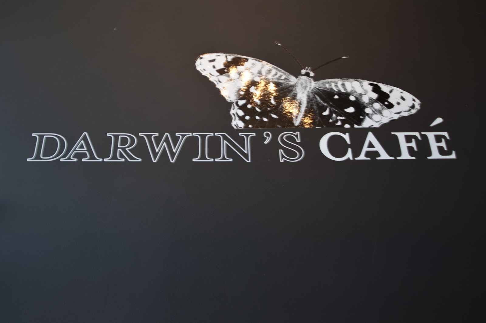 Darwin's Cafe, Lisboa uma selecção pouco natural