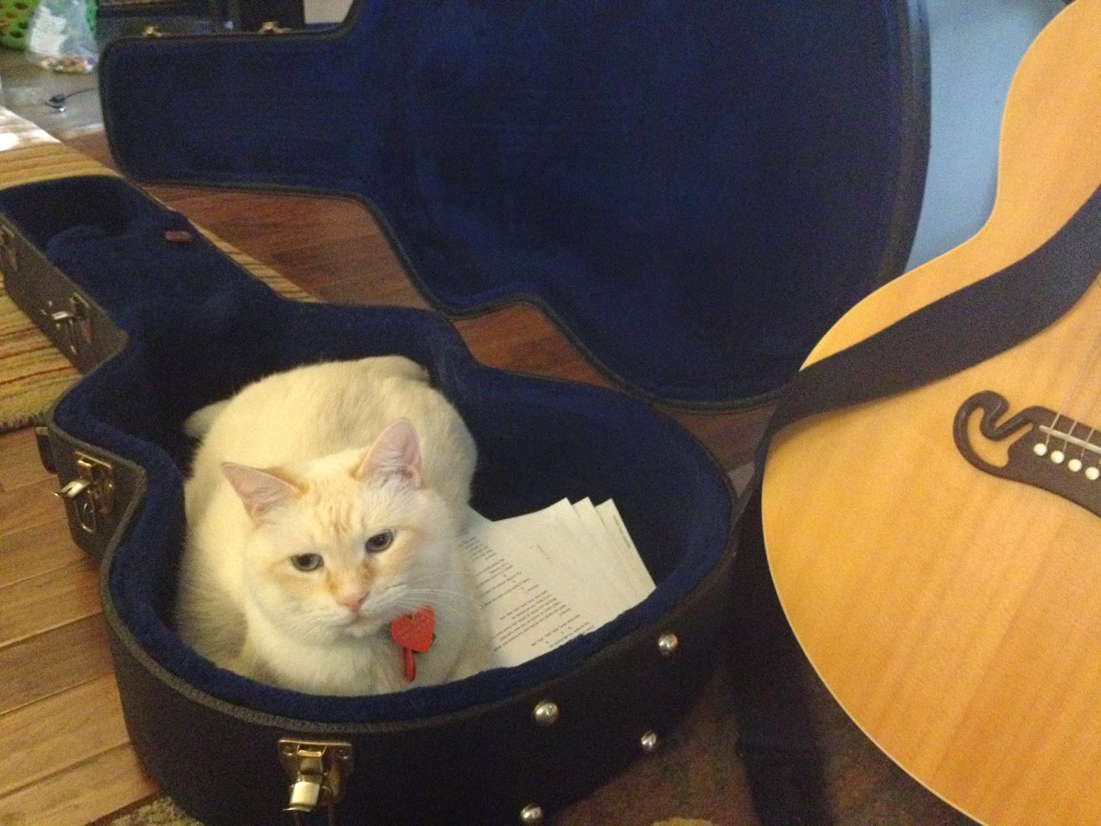 photo of a Cat sitting in a guitar case.
