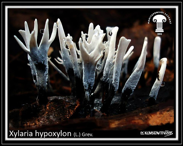 Xylaria hypoxylon (L..) Grev.