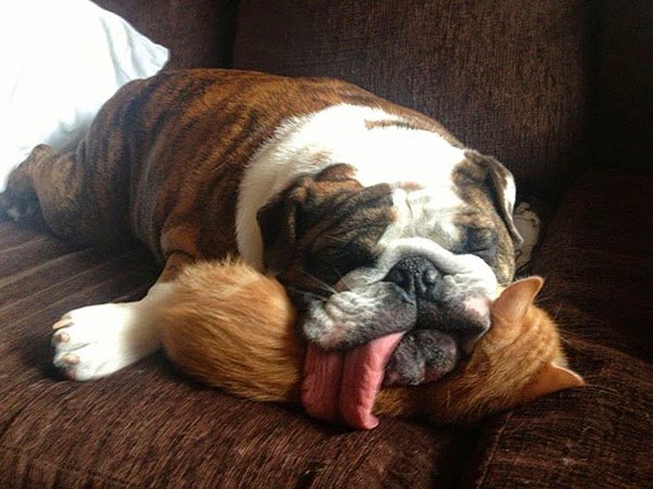 funny animals goofy