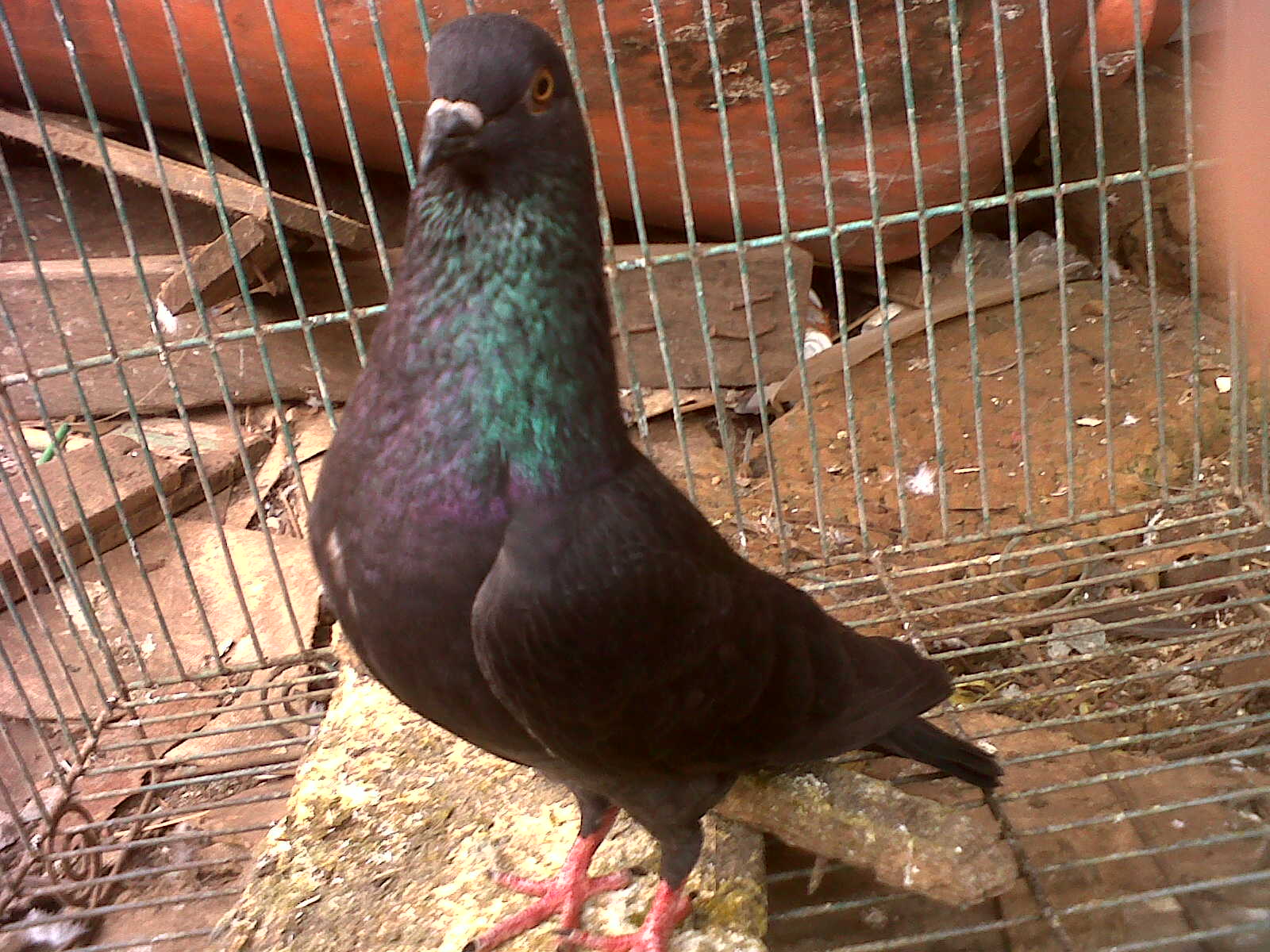 Jual Burung Merpati: Jual Burung Dara Berkualitas Bagus - Merpati Cepat