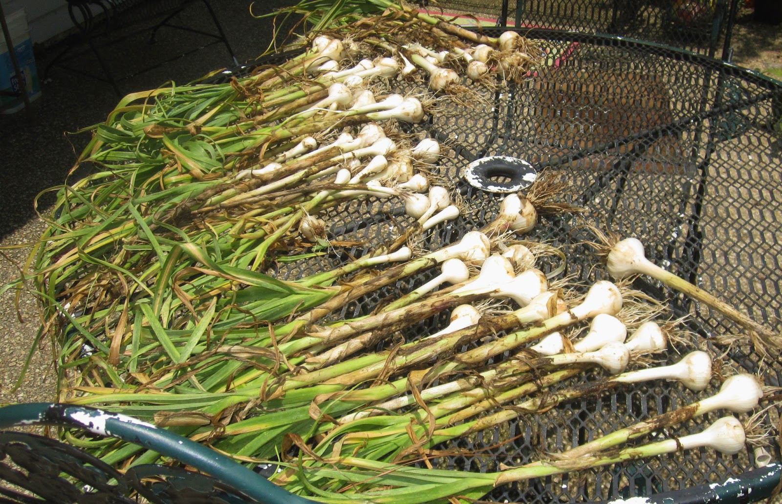 6 Generations The Midsummer Garden