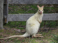 White wallaby