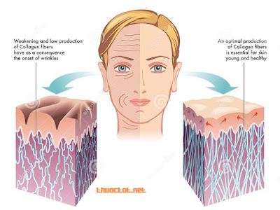 Collagen liên quan chặt chẽ tới sức khỏe làn da. Collagen chịu tác động bởi một số yếu tố