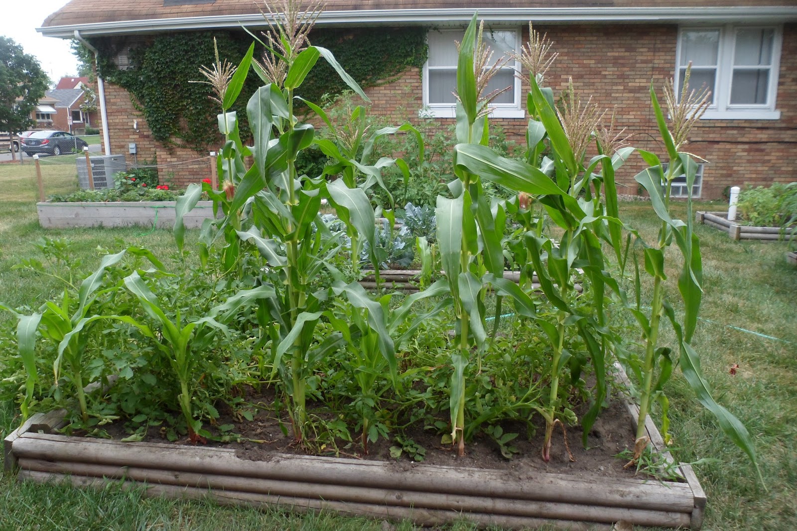 The Perennial Agriculturalist more corn and cucumbers
