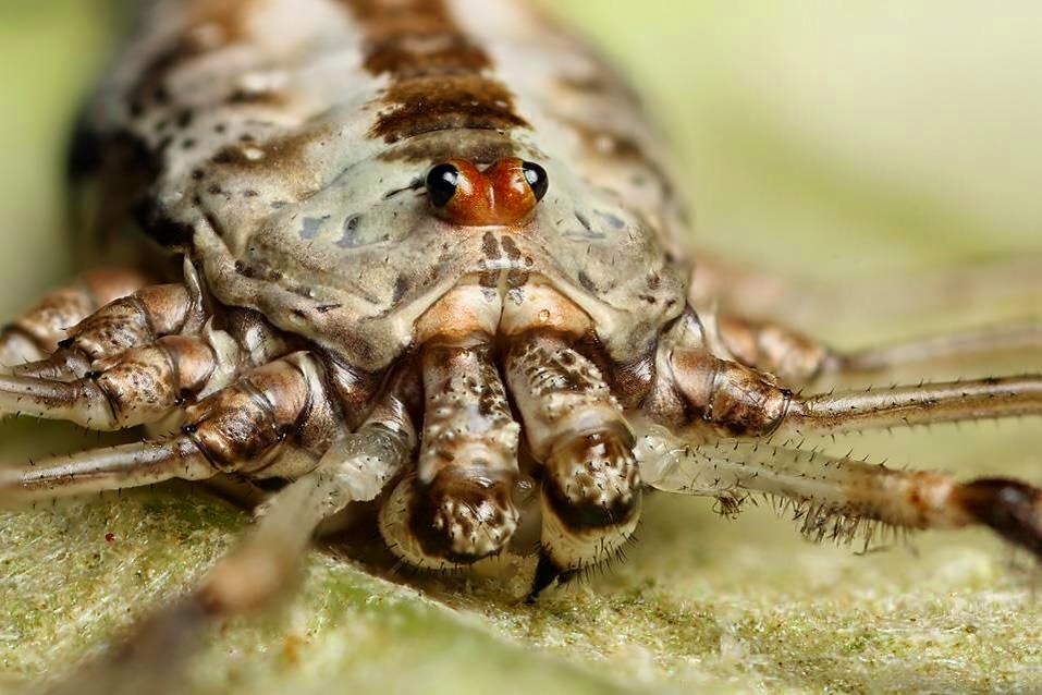 паук это насекомое или нет. паук не насекомое а кто. паук пауки плеваки. к какому классу относятся пауки. паук не насекомое а кто.