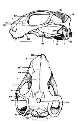 Patranomodon skull