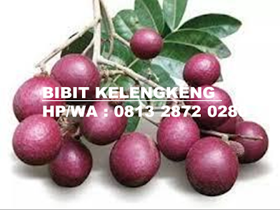 Bibit Kelengkeng Merah Bibit Kelengkeng | Bibit Kelengkeng Merah | Bibit Kelengkeng Merah Murah | Harga Bibit Kelengkeng Merah | Jual Bibit Kelengkeng Merah | Bibit Kelengkeng Aroma Durian | Bibit Lengkeng Aroma Durian | Jual Bibit Kelengkeng Aroma Durian | Bibit Kelengkeng Kristal | Bibit Kelengkeng New Kristal | Bibit Kelengkeng Itoh | Bibit Kelengkeng Itoh Super | Bibit Kelengkeng Diamond River