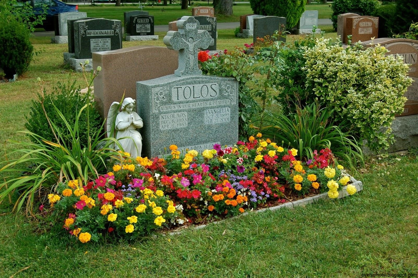 Названия многолетних цветов на могилы. Украшение могилы цветами. Украшение могил многолетними цветами. Могила с цветами. Украсить могилу.