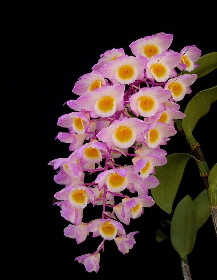 Grow and care Dendrobium amabile - Dendrobium bronckartii - Callista amabile | Travaldo's blog
