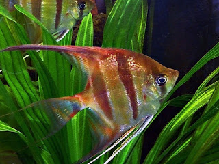 jenis-jenis ikan hias air tawar terindah jenis-jenis ikan hias air tawar terindah