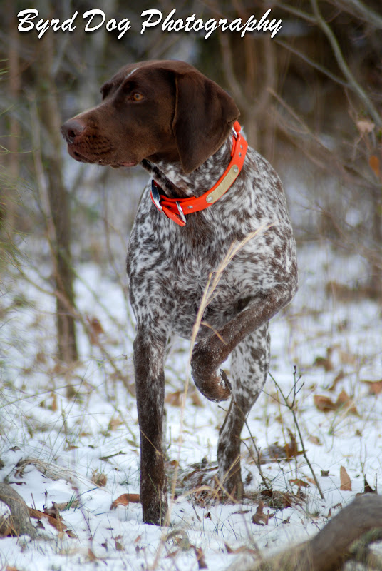 Adventures of a GSP Hunting Dog AKC Hunt Test Weekend in Delaware