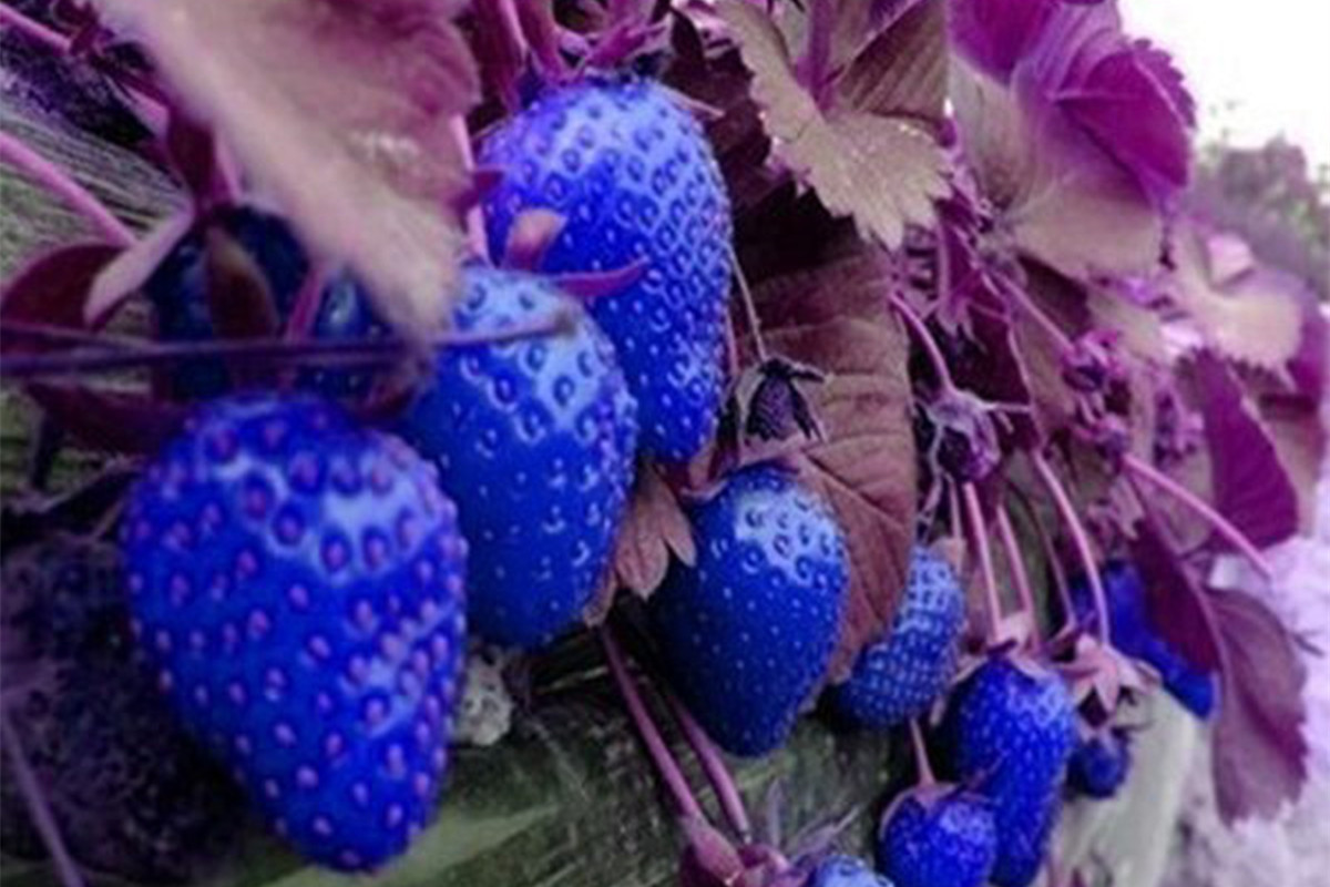 голубой фрукт. синяя клубника. фиолетовая клубника. голубая земляника. синий сорт клубники.