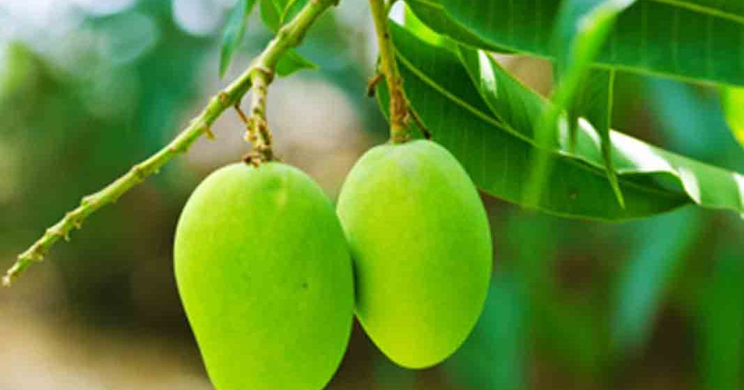 Benefits of Mango Leaf for Diabetes robitoamado