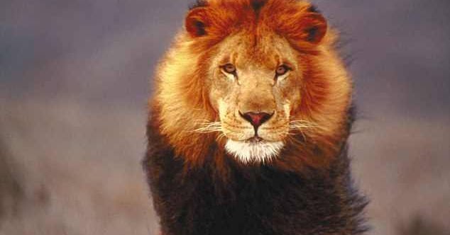 صور اسد Lion صور اسود خلفيات Hd