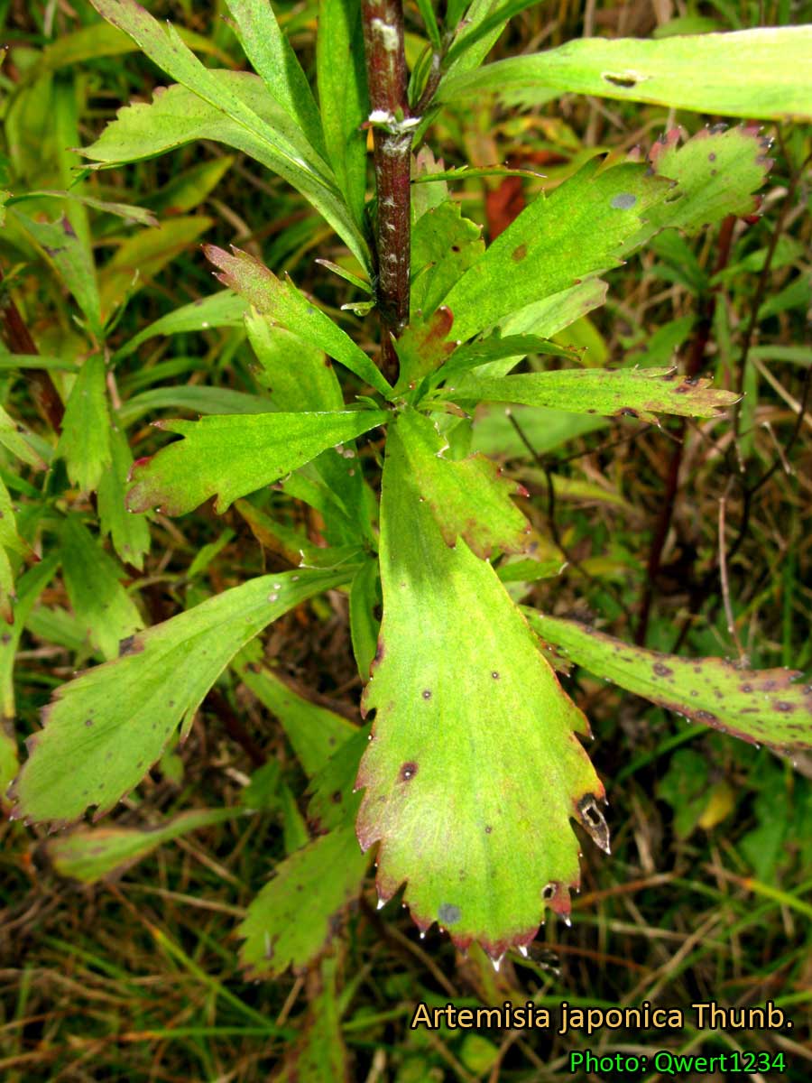 Medicinal Plants Artemisia japonica, Japanese mugwort, otokoyomogi