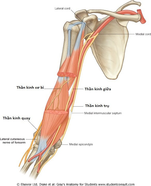 Median nerve