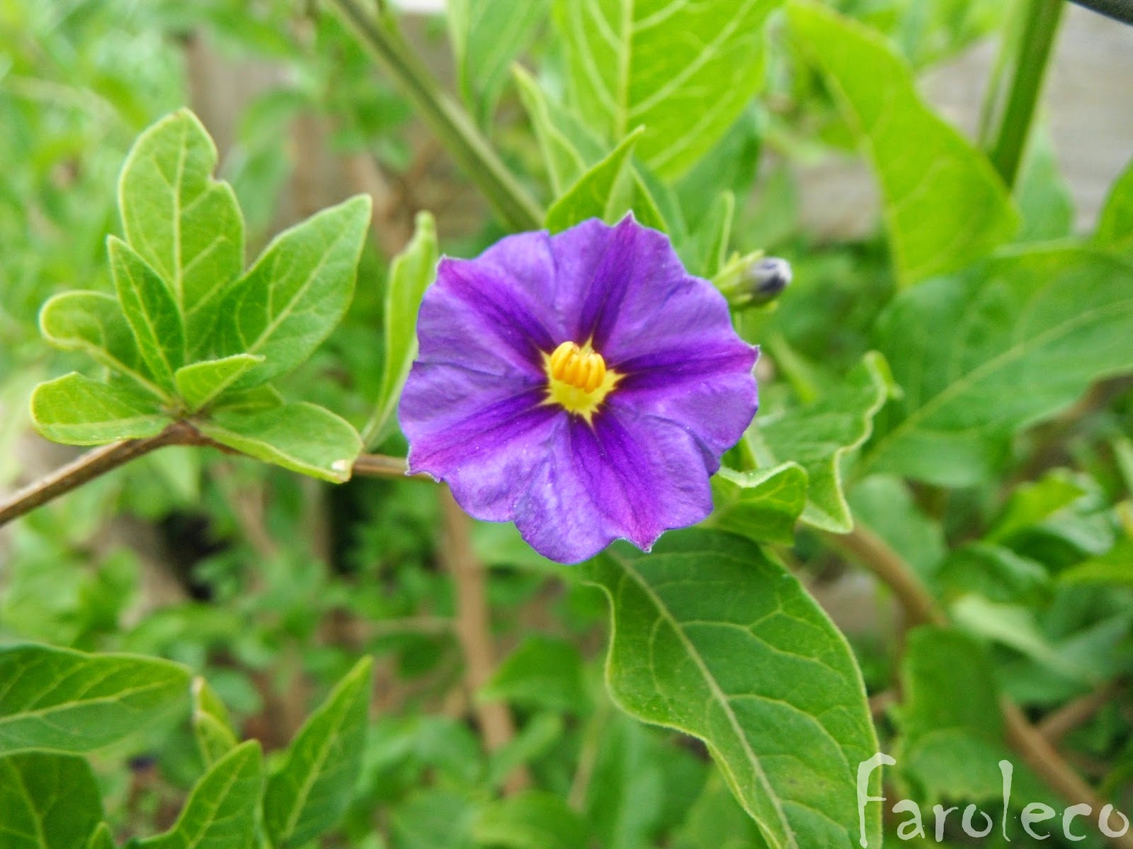 Faroleco: Solano de flor azul