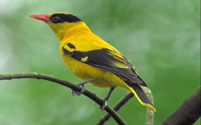 Download Bunyi Burung Kepodang Mp3 Gacor Untuk Pemikat