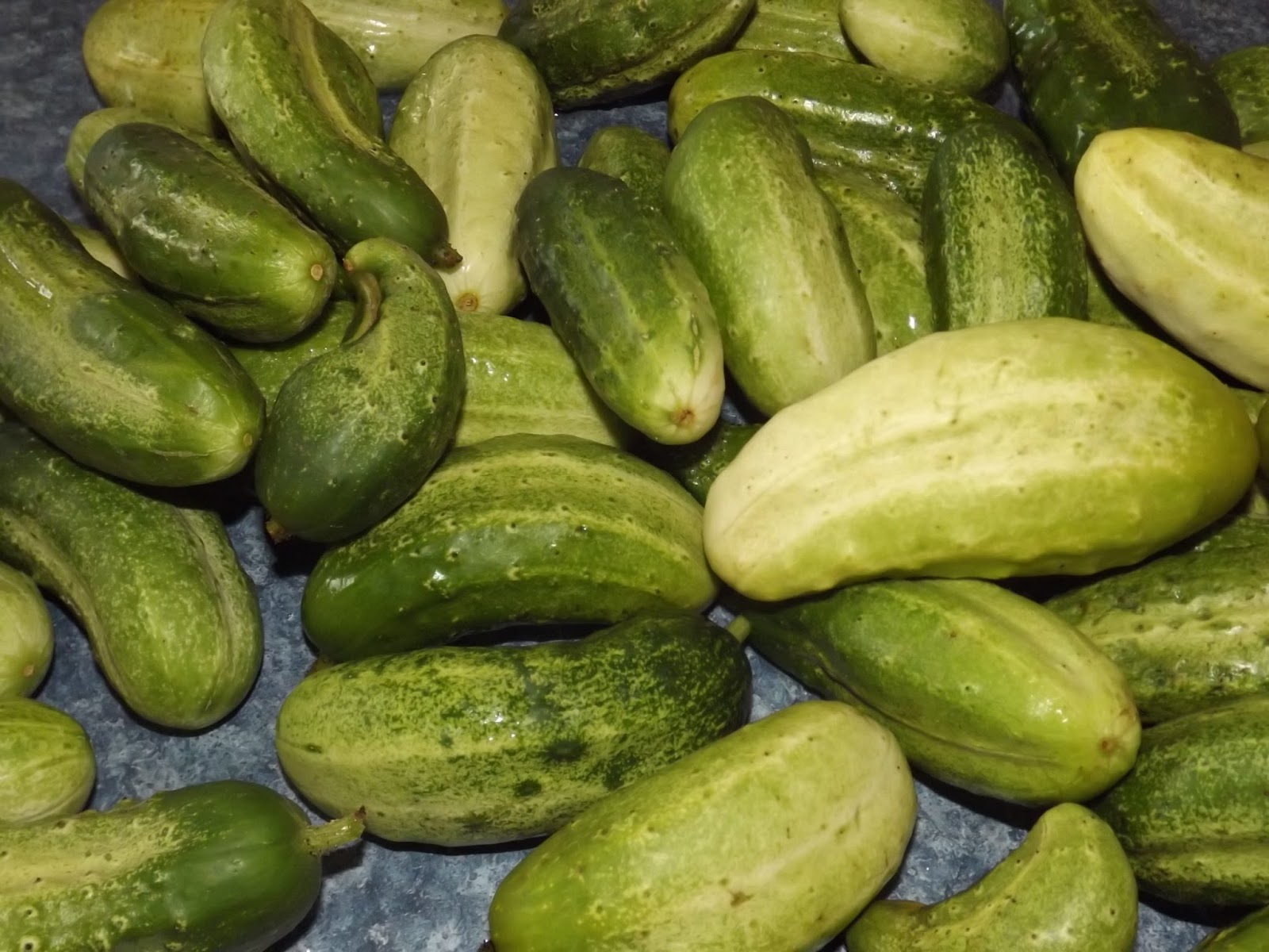 The Simple Life Squash, Zucchini, Cucumber, Potato Field to Fork