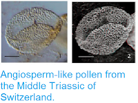 https://sciencythoughts.blogspot.com/2013/12/angiosperm-like-pollen-from-middle.html