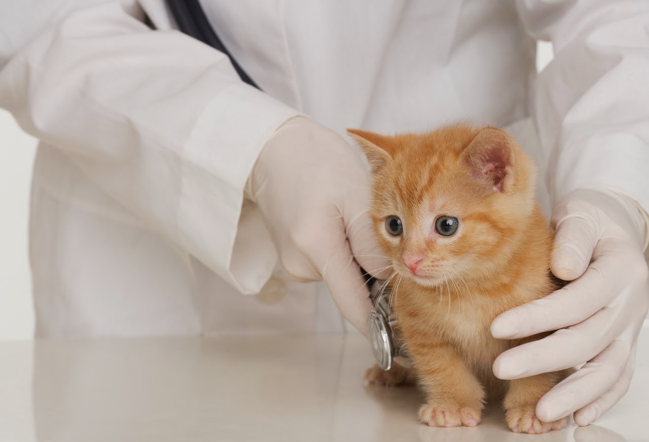 When To Vaccinate Deworm Spay Neuter Blood Type And Microchip Your Kitten