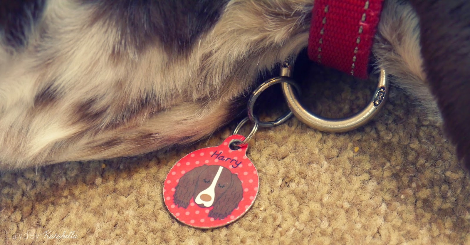 photo of hooobynoo world personalised dog tag