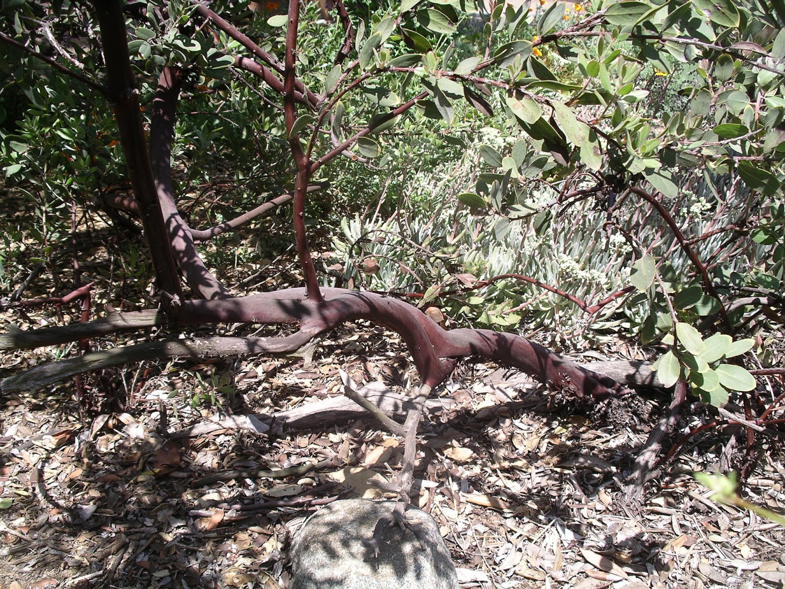 A California Native Plant Garden in San Diego County Lilacs and Manzanitas