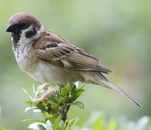 Erek Erek Burung Gereja 2d 3d 4d Arti Mimpi Dan Angka Mimpi Burung Gereja Erek Erek Erek Erek Burung Gereja 2d 3d 4d Arti Mimpi Dan Angka Mimpi Burung Gereja Erek Erek