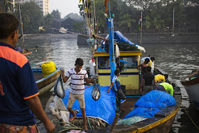 activity, fish, fishermen, fishing boat, sassoon docks, arabian sea, mumbai, india, 