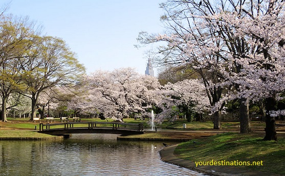  Most Beautiful Sakura Flower View Places inwards Nippon xx Most Beautiful Sakura Flower View Places inwards Japan