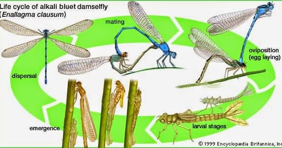 75 Koleksi Gambar Siklus Hewan Capung Terbaru Gambar Hewan