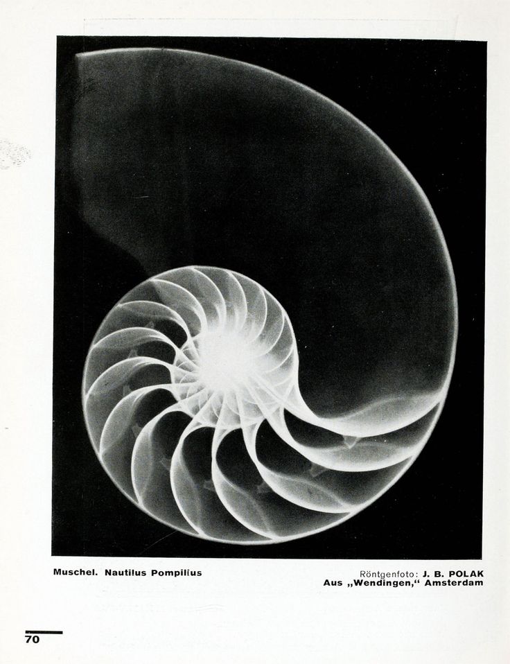 Cabbage Moths Lay Their Eggs On My Kale MoholyNagy, Painting, Photography, Film