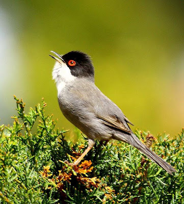 Curruca cabecinegra (Sylvia melanocephala)