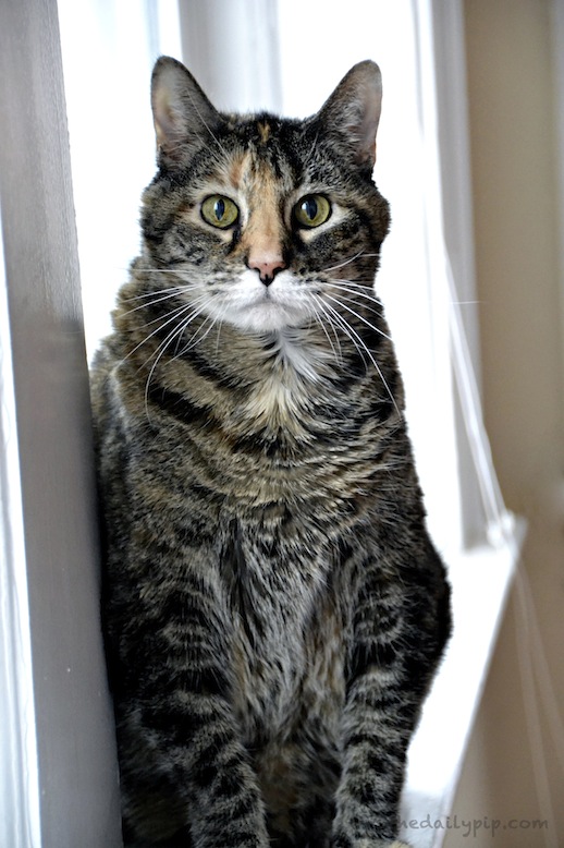 special needs adoption adopting a senior cat