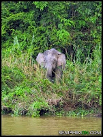 Loài Voi Lùn Ở Borneo - Borneos Pygmy Elephants