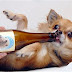 Μπύρα και για σκύλους!....
