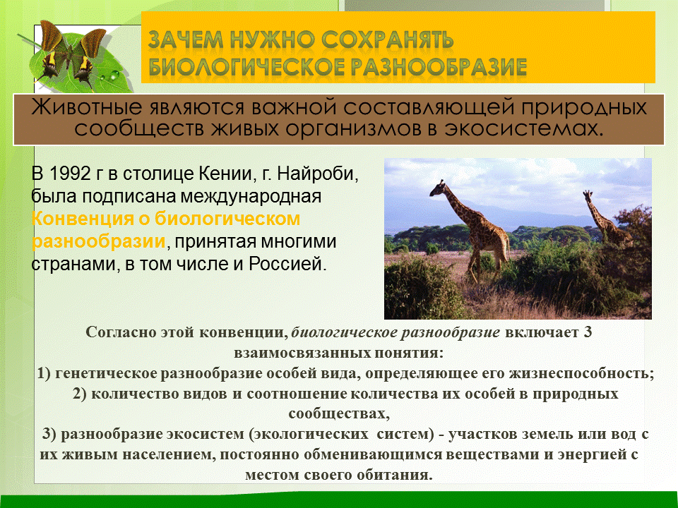 характеристика биоразнообразия. основные типы биоразнообразия. описание цветка огурца. сохранение биологического разнообразия. показатель биоразнообразия экосистемы таблица.