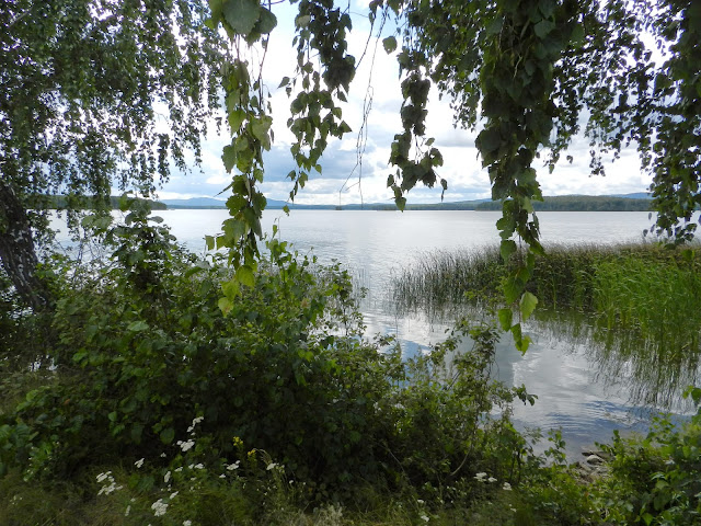 ветки берёзы на фоне озера Киреты