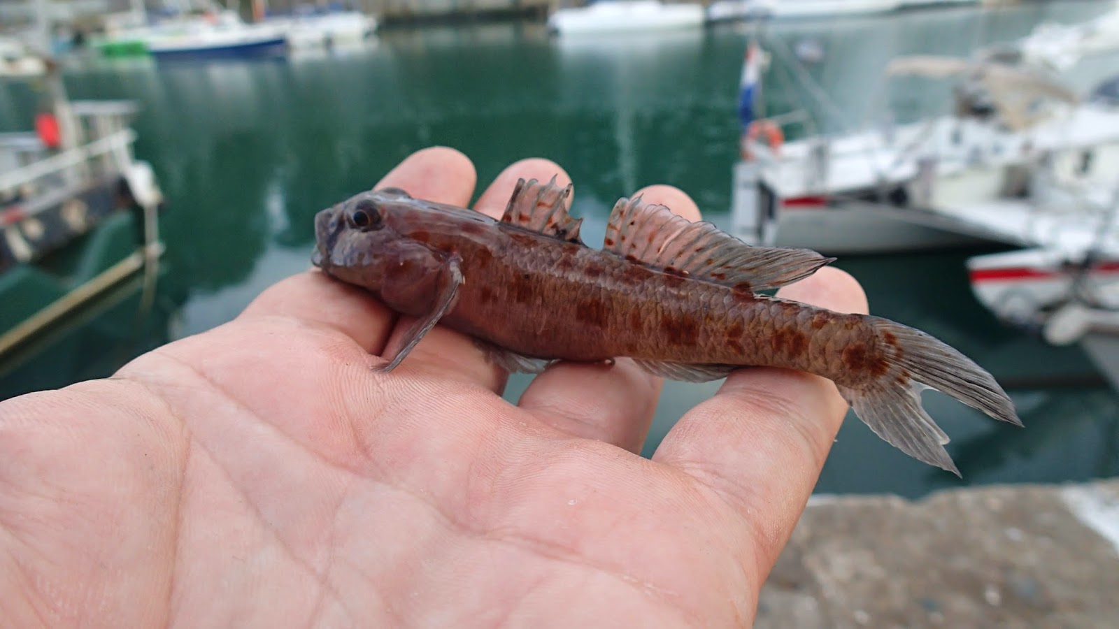 Lure and Light Game: Road Trippin' Day 1 - Weymouth