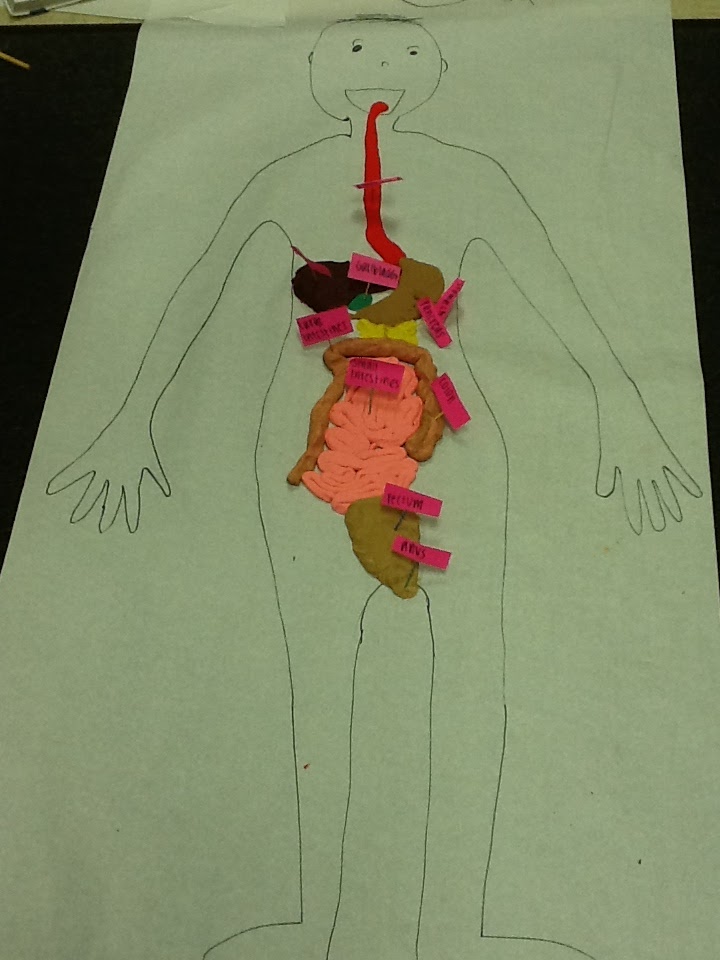 Junior High: 7th Grade Health Learns the Digestive System