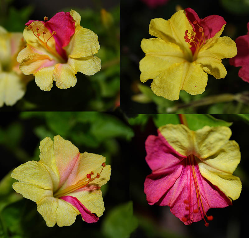 Light Colour Shade Mirabilis Jalapa (Four O'Clock Plant)