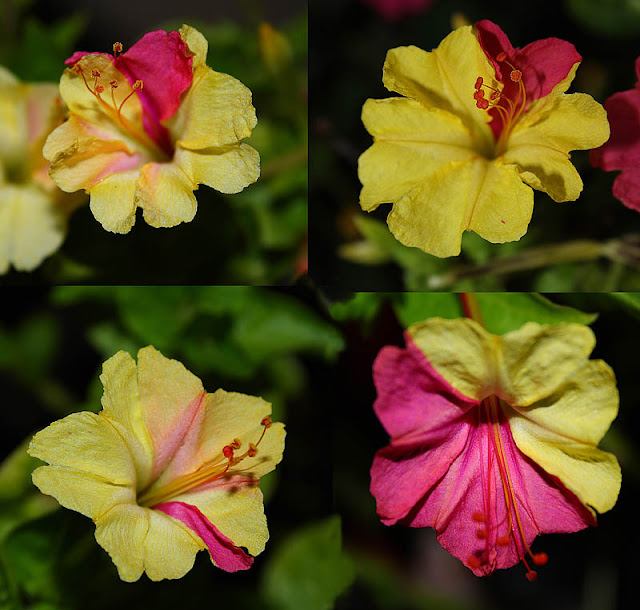 Mirabilis jalapa (The four o'clock flower) pale yellow-pink flowers close-ups