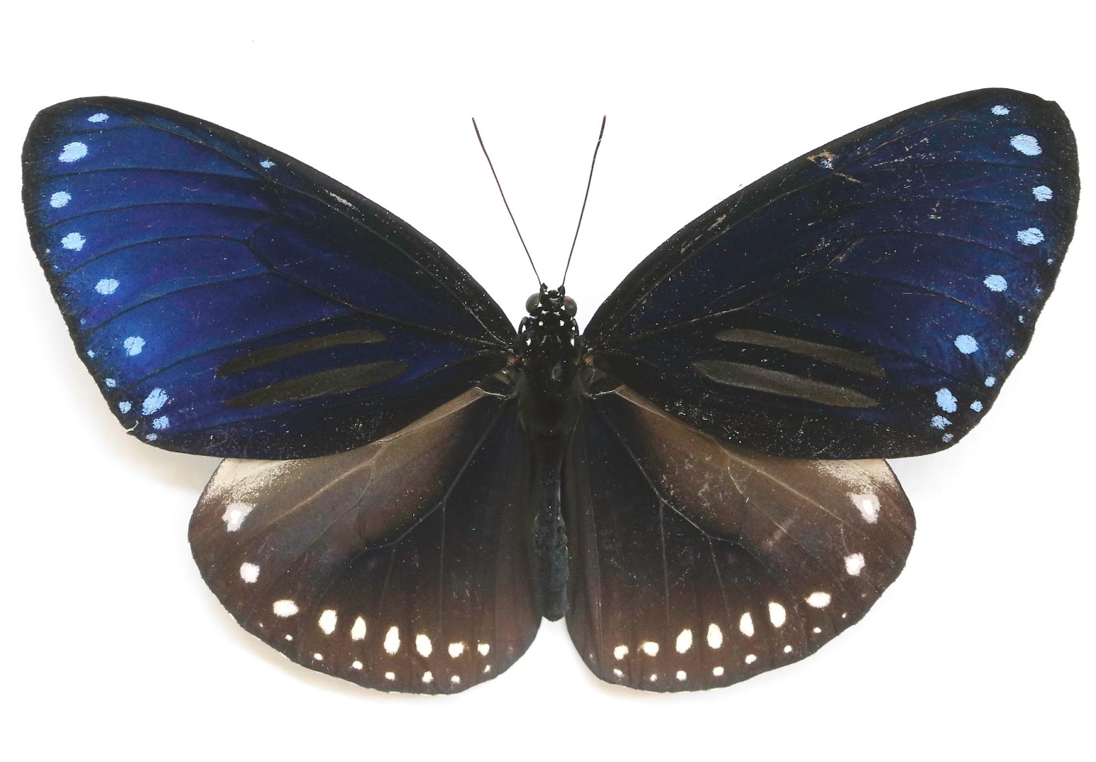 Butterflies of Vietnam: 253. Euploea sylvester harrisii (The Double