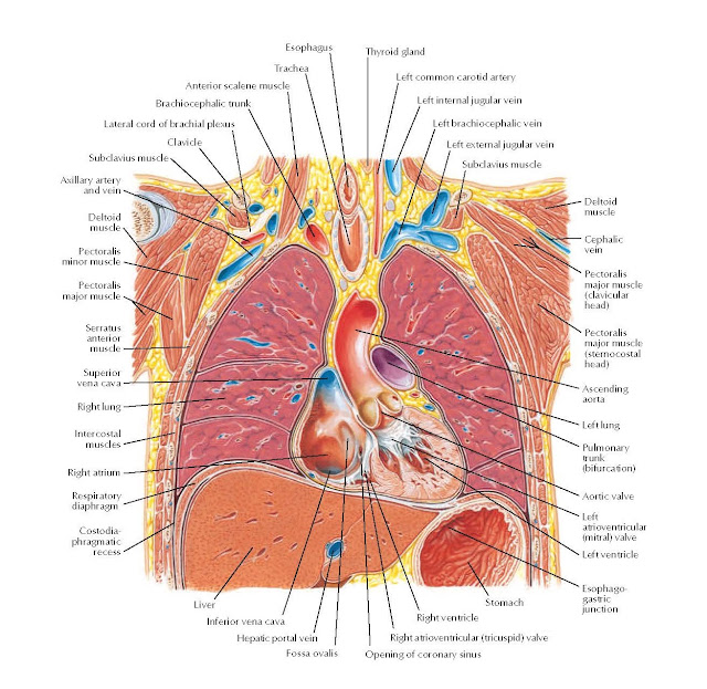 Thorax: Coronal Section of Heart and Ascending Aorta Anatomy