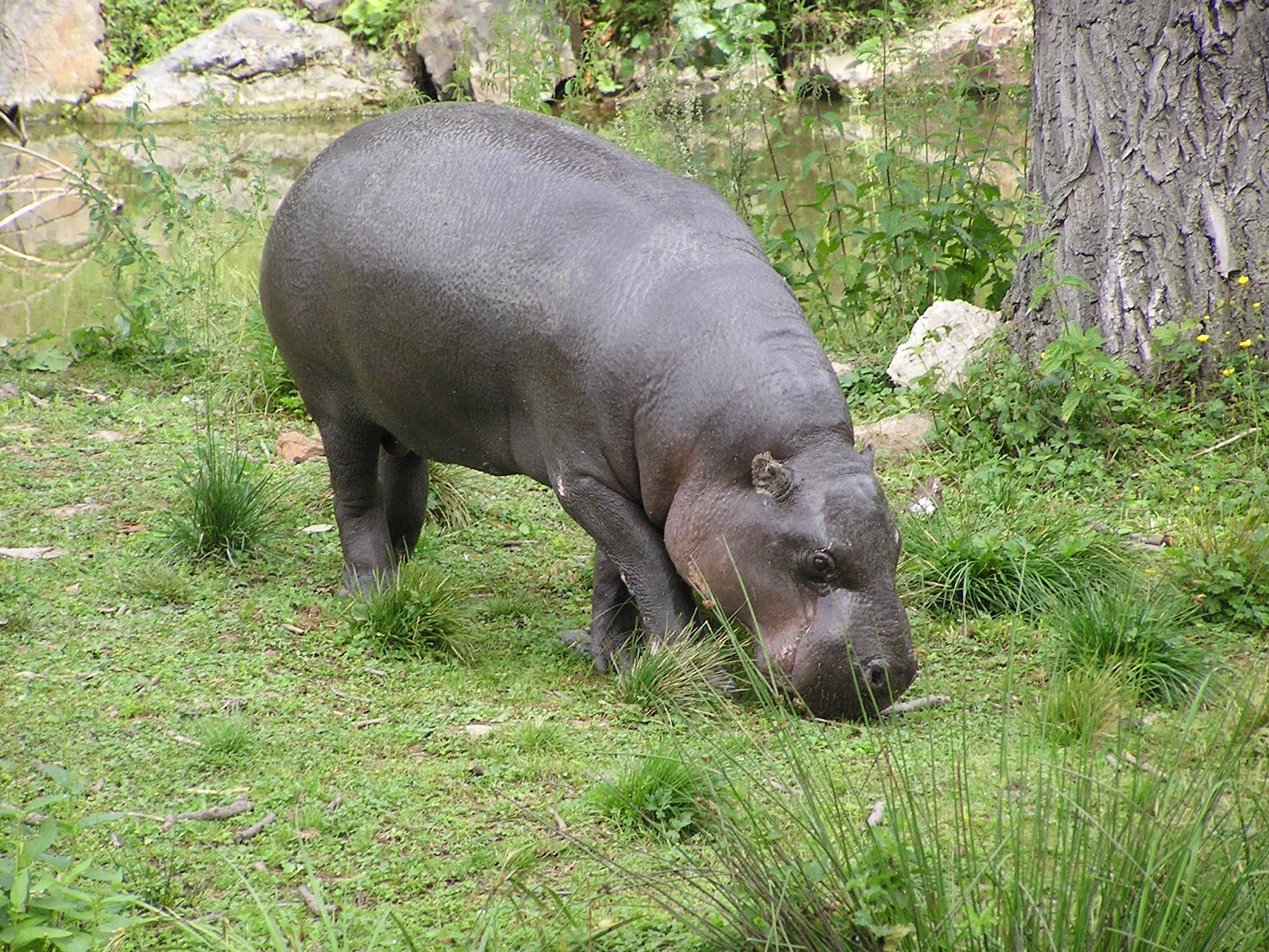 Pohledy z Třebešína ZOO Plzeň