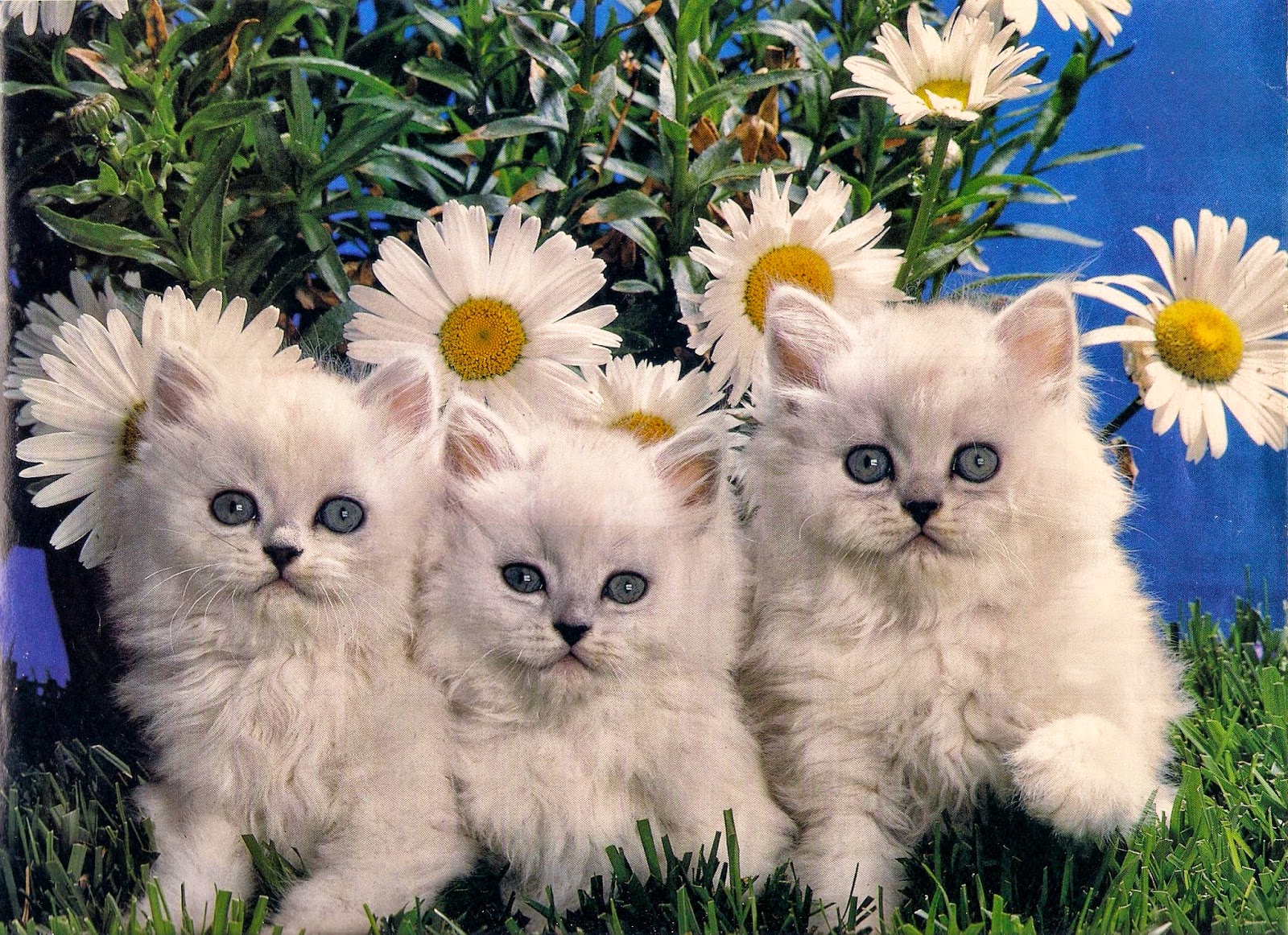 красивые котики. котята милые и пушистые. милые котята в цветах. котёнок с цветком. пушистый кот с цветами.